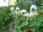 �istokrevn� �t���tka Coton de Tulear bez PP