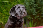 �t���tka Labrador Retriever
