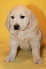 Zlat� retr�vr �t��ata s PP - golden retriever