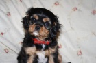 Kaval�r King Charles Spaniel s PP