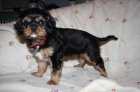 Kaval�r King Charles Spaniel s PP