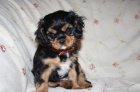 Kaval�r King Charles Spaniel s PP