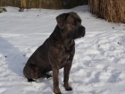 Cane Corso-kryc� pes