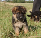 N�meck� ov��k - �t��ata s PP