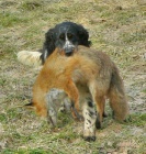 Anglick� �pringr�pan�l _ ASS