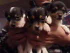 Jack Russel teri�r s pp - �t�nata JRT s rodokmenem