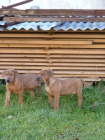 Prod�m kr�sn� �t���tka Rhod�sk�ho Ridgebacka bez PP 