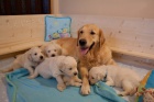 �T��ATA - ZLAT� RETR�VR (GOLDEN RETRIEVER) s PP