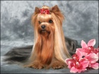 Men�� pejsek Yorkshire terrier s  Pp