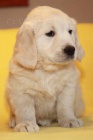 Zlat� retr�vr - golden retriever s PP
