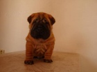 �ARPEJ, Shar-pei