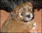 Lhasa apso s pp - fene�ky