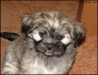 Lhasa apso s pp - fene�ky