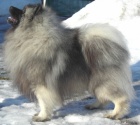 Keeshond / vl�� �pic zad�m �t��ata s PP hl�da�