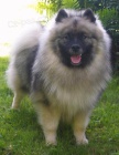 Keeshond / vl�� �pic zad�m �t��ata s PP hl�da�