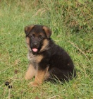 N�meck� ov��k - �t��ata s PP