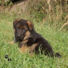 N�meck� ov��k - �t��ata s PP