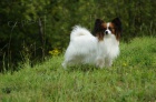 Papillon-fene�ka s PP