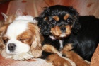 Kaval�r King Charles Spaniel s PP