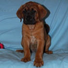 Tosa Inu - �t���tkka s PP