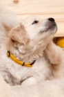 �T��ATA - ZLAT� RETR�VR (GOLDEN RETRIEVER) s PP