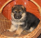 �t��ata n�meck�ho ov��ka