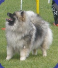 Keeshond / vl�� �pic �t��ata s PP