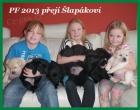LABRADORS� RETRIVR - �t��ata  s PP