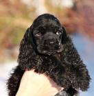 americk� kokr�pan�l