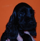 Anglick� kokr�pan�l - �t��ata