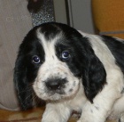 ASS anglick� �pringr�pan�l