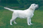 Labrador - �t��ata s PP FCI !