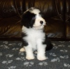 N�dhern� �t���tka Bearded kolie