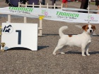 Jack Russell terier �t���tka s PP