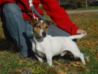 Jack Russel teri�r s PP - prod�m �t�nata JRT s PP