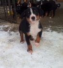 Appenzellsk� sala�nick� pes