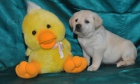 Labrador - �t���tka s PP