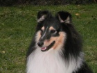 SHELTIE KRYT�