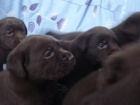 Labradorsk� retriever - �okol�dov� �t���tka s PP