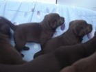 Labradorsk� retriever - �okol�dov� �t���tka s PP