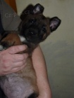 Belgick ovk-malinois s PP