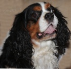 Kaval�r king charles �pan�l