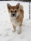 �t�n� akita inu
