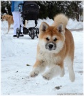 �t�n� akita inu