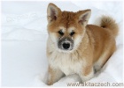 �t�n� akita inu