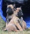 Belgick ovk malinois - tata s PP