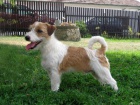 Jack Russell Teri�r 