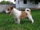 Jack Russell Teri�r 