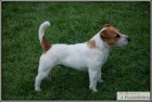 Jack Russell Teri�r -chovn� pejsek
