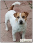 Jack Russell Teri�r -chovn� pejsek